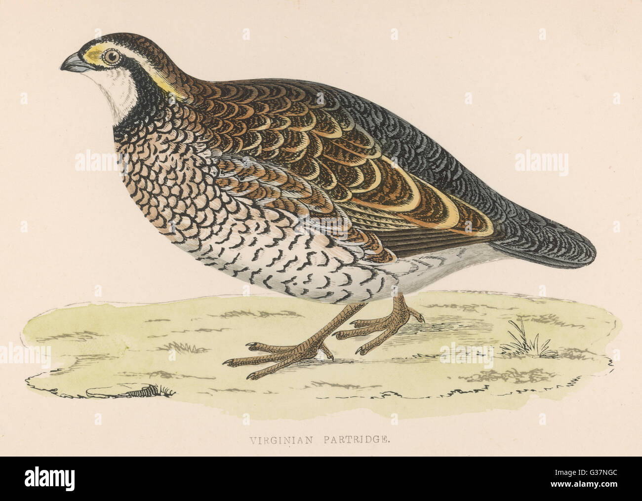 Virginische Rebhuhn John James Audubon main image 0