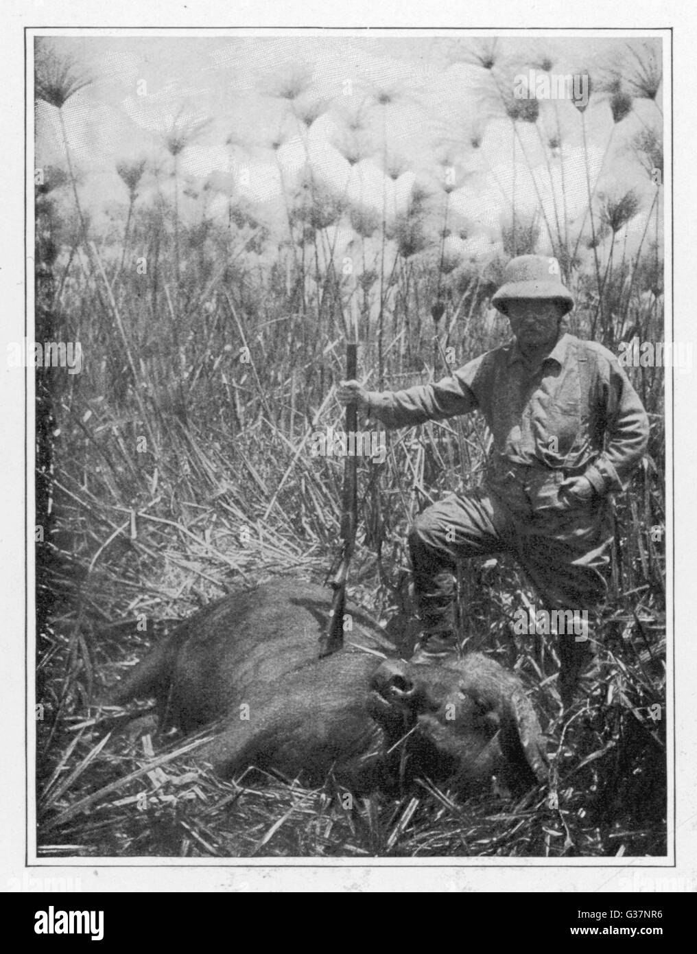 Teddy Roosevelt, US-amerikanischer Präsident steht über sein letztes Opfer, eine Büffel Kuh Papyrus Gras Datum erschossen: 1910 Stockfoto