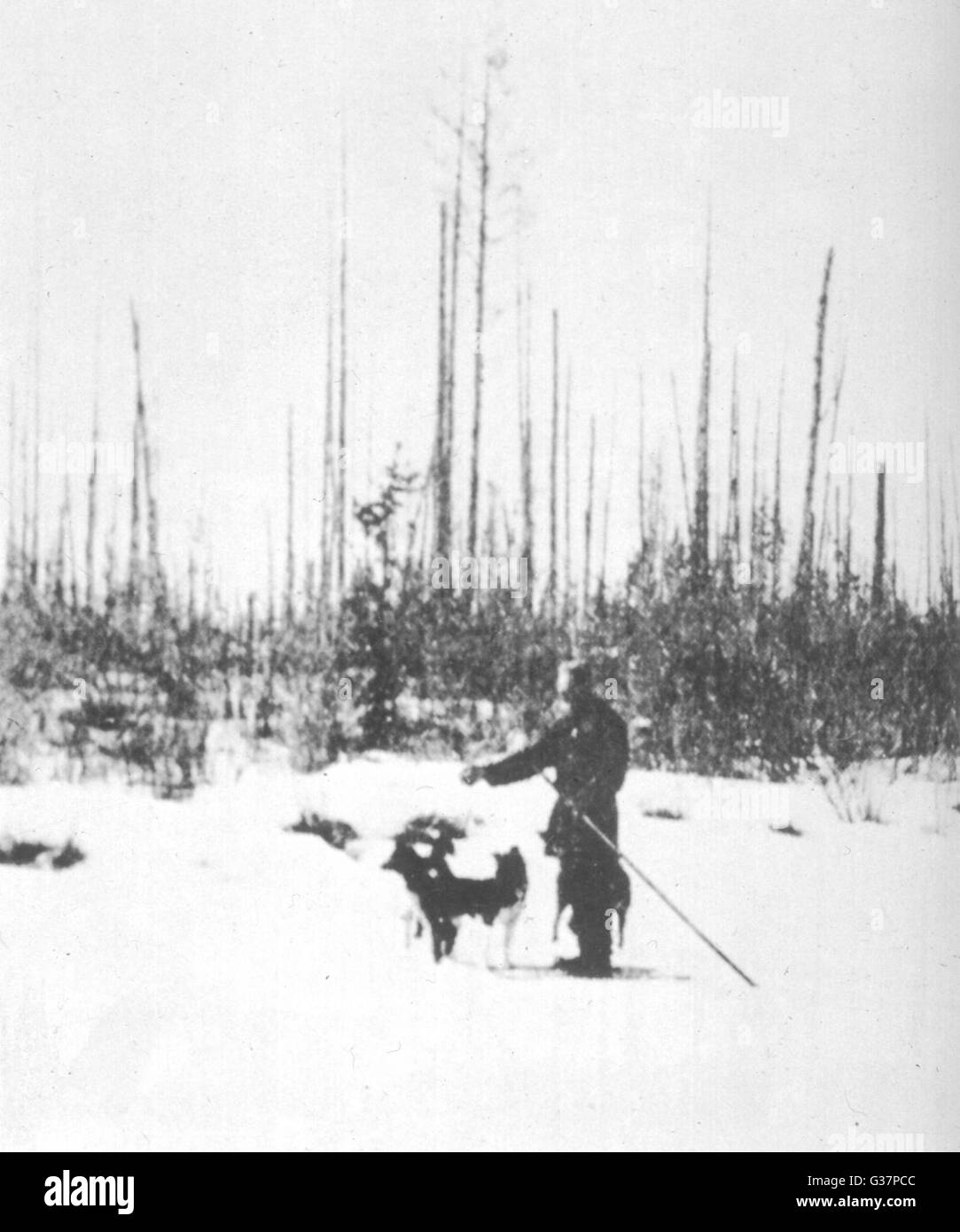 Kulik steht in der Nähe einen Abschnitt des aufrechten verkohlte Bäume, Southern Sumpf, Tunguska.       Datum: 1908 Stockfoto