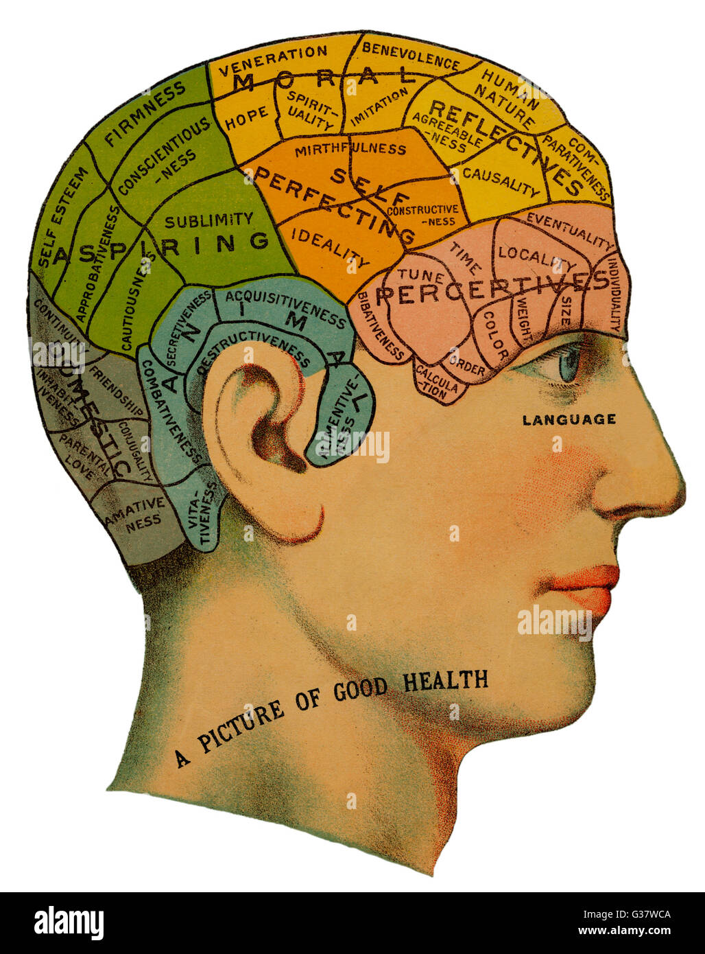 Ein phrenologische Kopf, zeigen die verschiedenen Kategorien des Gehirns, die vorhanden sind, sollte bei gesunden Menschen. Dazu gehören selbst scharfsinnig, aufstrebende und Tier Moral.     Datum: um 1870 Stockfoto