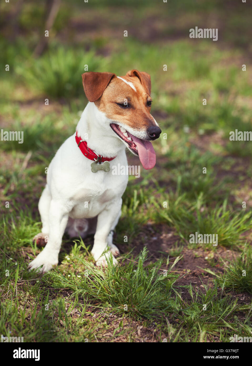 Jack Russell Welpen in grünen Park. Niedliche kleine Haushund, guter Freund für eine Familie und Kinder. Freundlich und verspielt Hunde Rasse Stockfoto