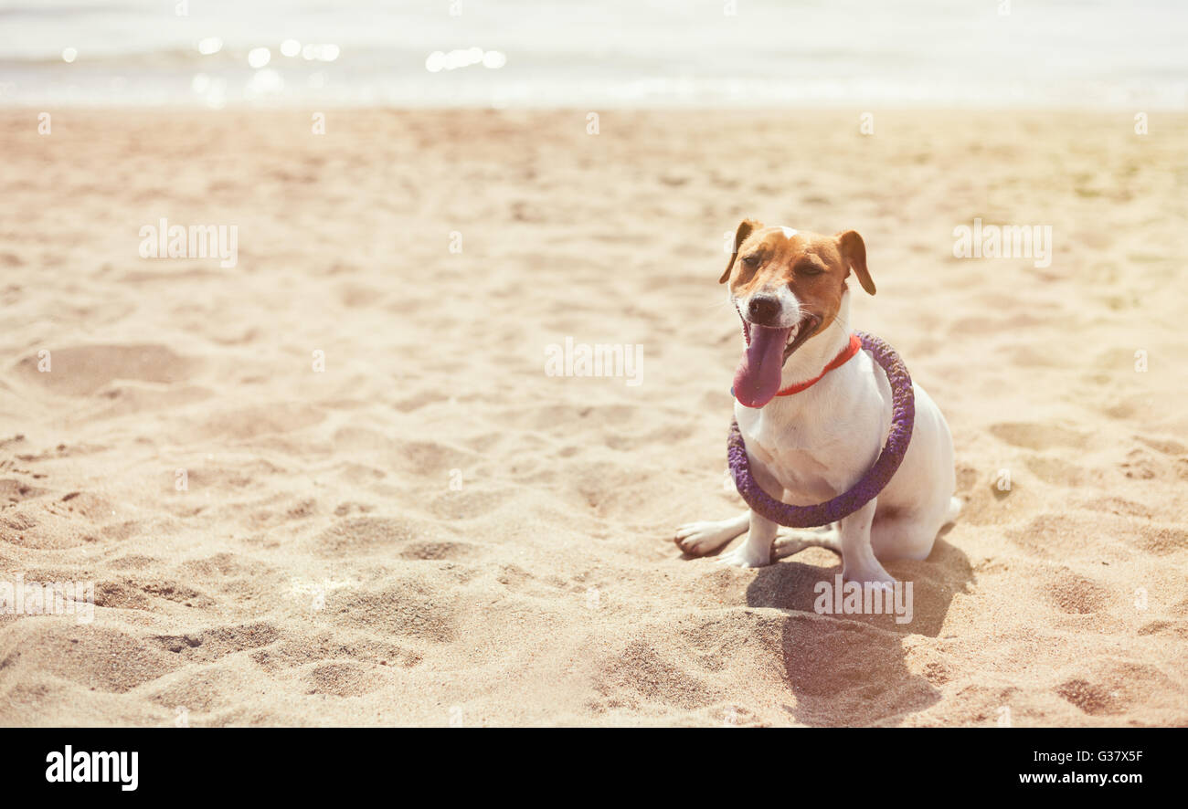 Jack Russell Welpen mit violetten Puller Spielzeug am Strand spielen. Niedliche kleine Haushund, guter Freund für eine Familie und Kinder. Freundlich und verspielt Hunde Rasse Stockfoto