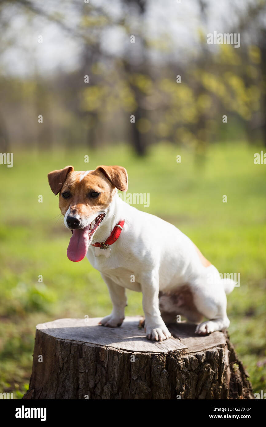 Kleine Jack Russell Welpen in grünen Park. Niedliche kleine Haushund, guter Freund für eine Familie und Kinder. Freundlich und verspielt Hunde Rasse Stockfoto