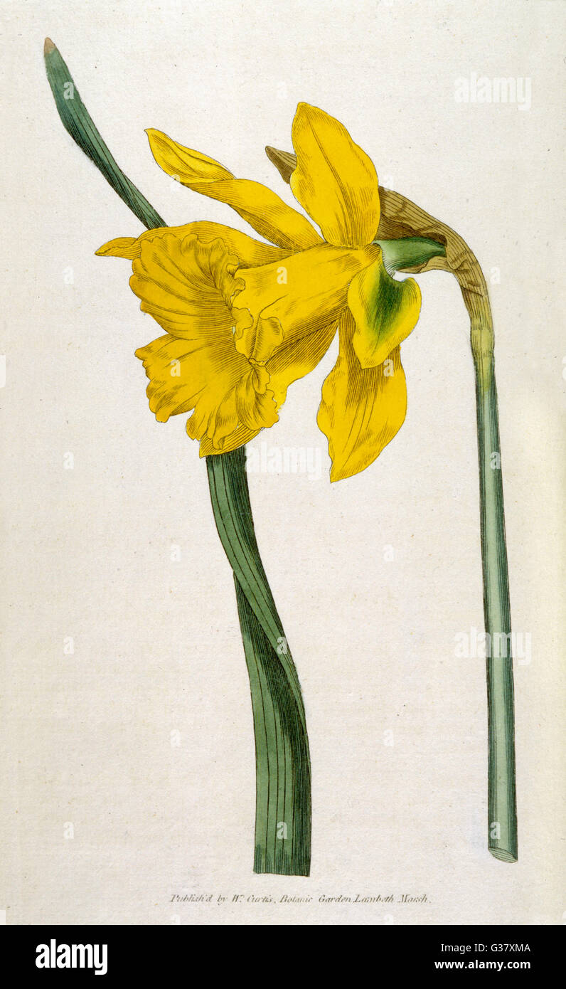 Narcissus Major oder große Narzisse.     Datum: 1796 Stockfoto