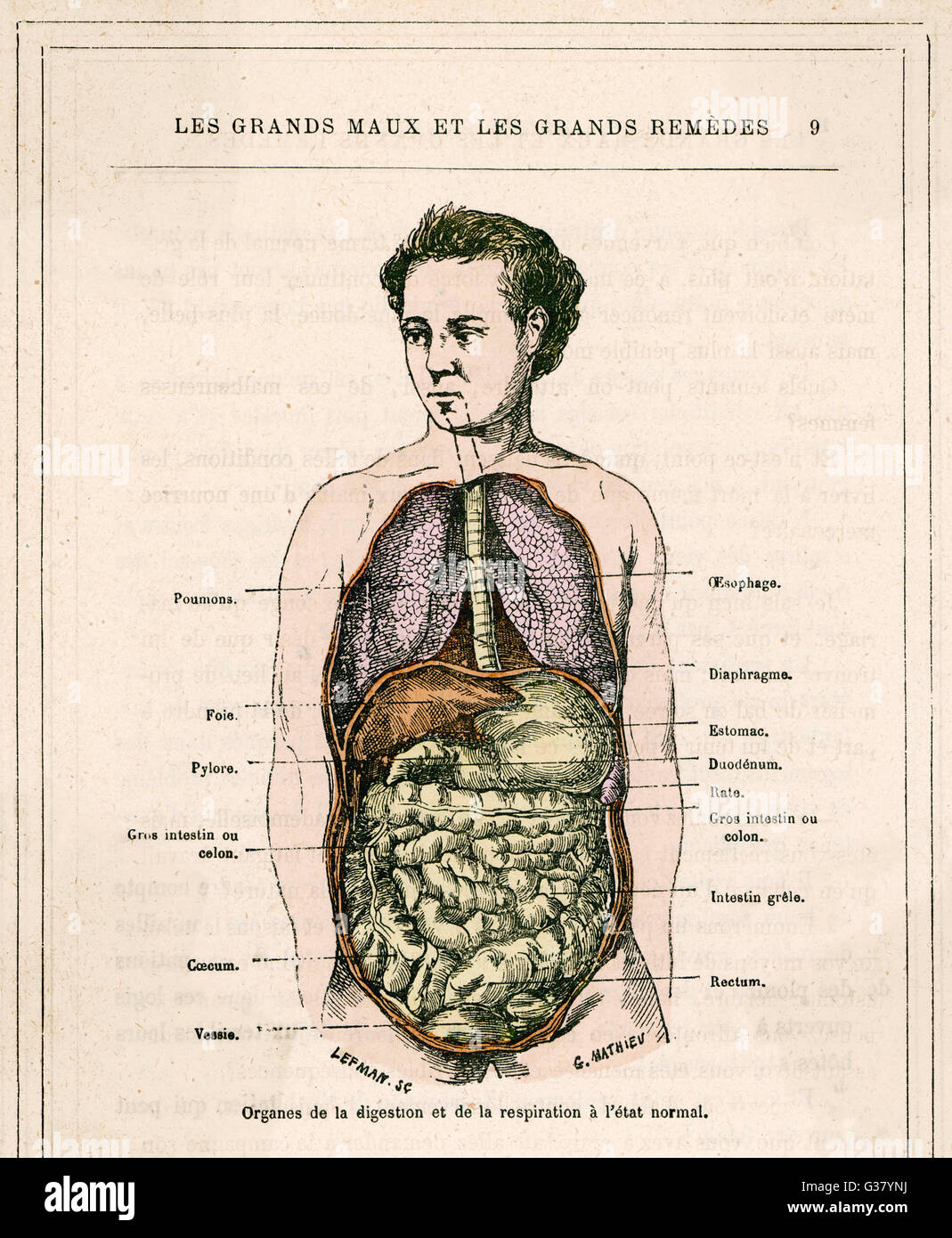 MEDIZINISCHE/VERDAUUNGSORGANE Stockfoto