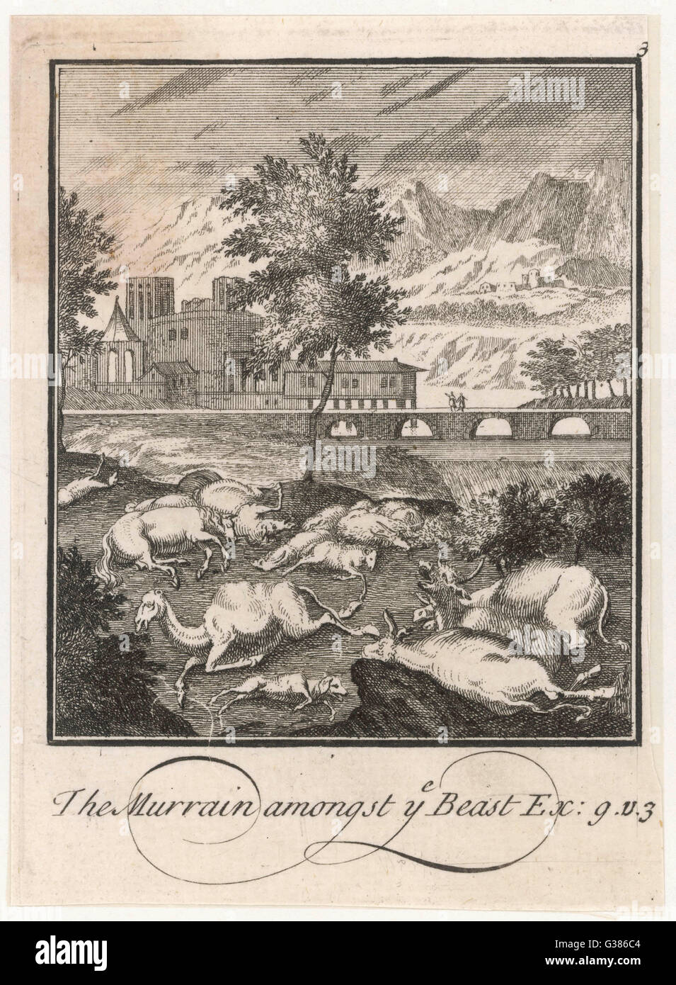 BIBEL/PEST/MURRAIN Stockfoto