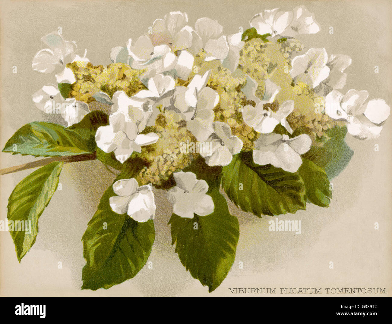 Pflanzen - Viburnum Plicatum Stockfoto