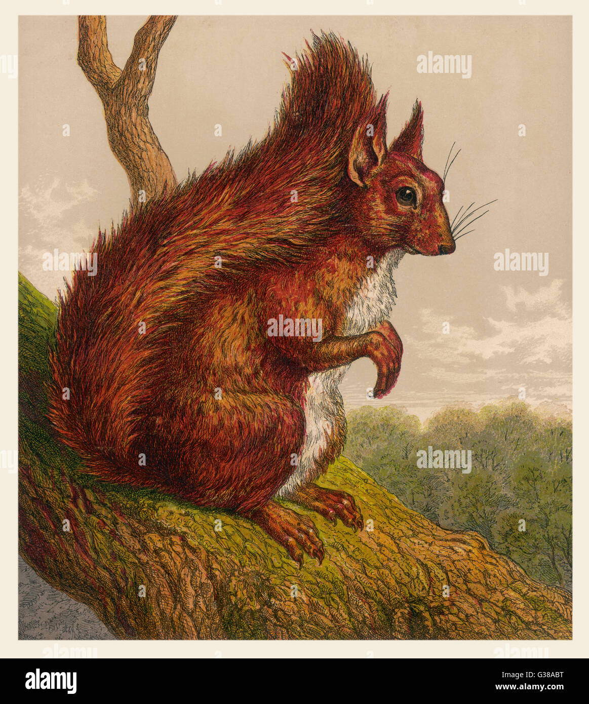 Eichhörnchen-Datum: 19. Jahrhundert Stockfoto