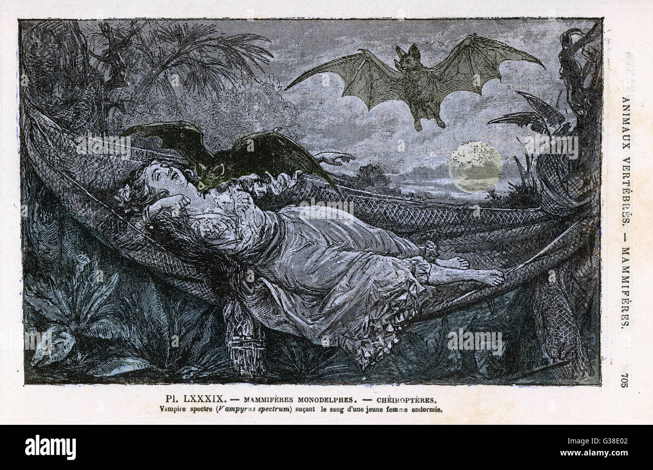 Eine Vampir-Fledermaus beißt den Hals eines schlafenden Mädchens in als Hängematte.        Datum: um 1870 Stockfoto