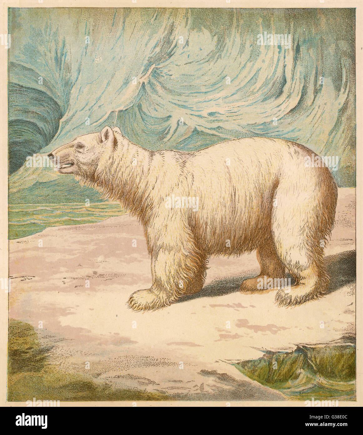 EISBÄR/BAXTER/1850 Stockfoto