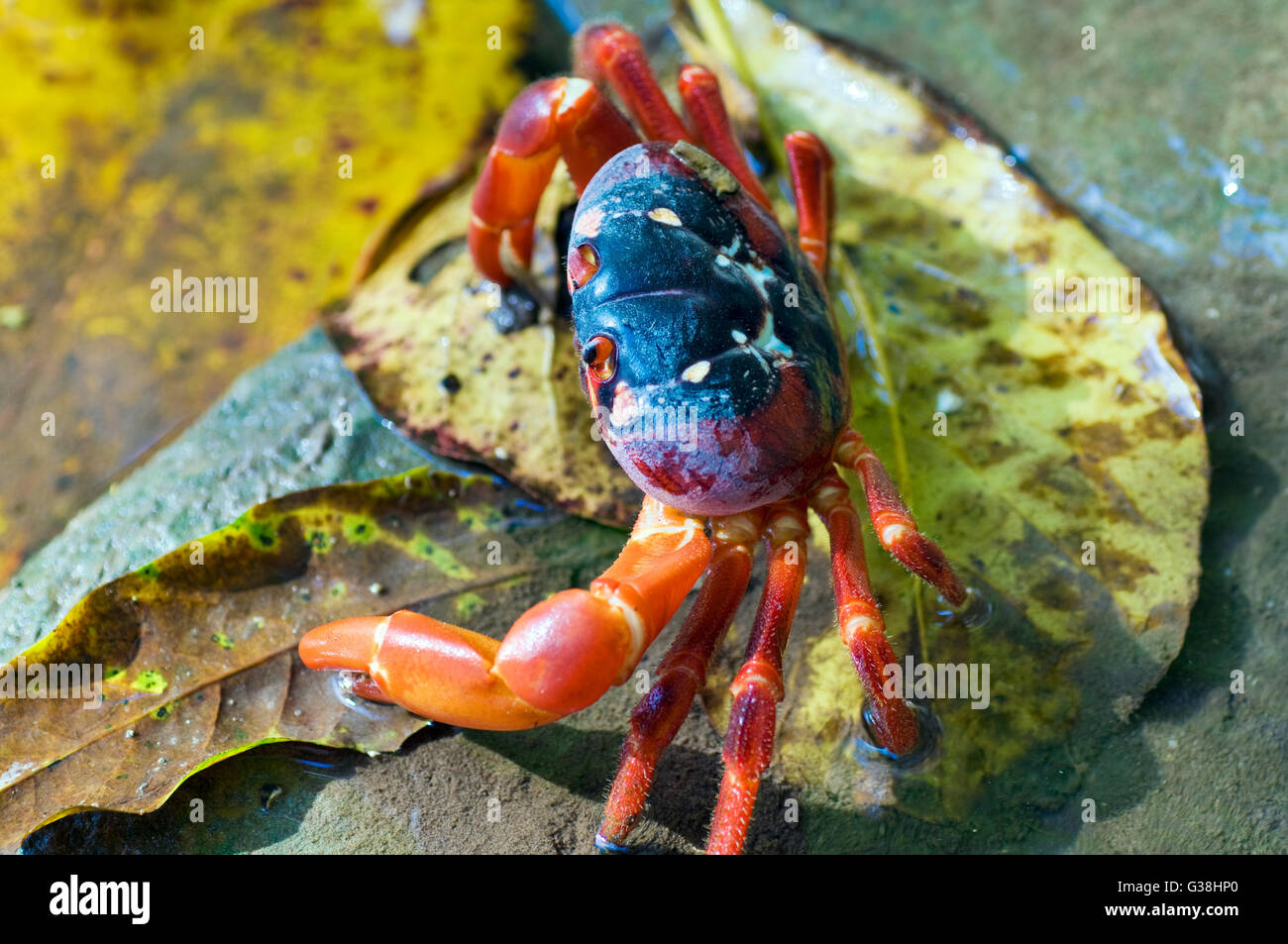 Weihnachtsinsel rote Krabbe (Gecarcoidea Natalis) Fütterung auf ein Blatt in einem Süßwasser-Stream. Weihnachtsinsel, Australien. Stockfoto