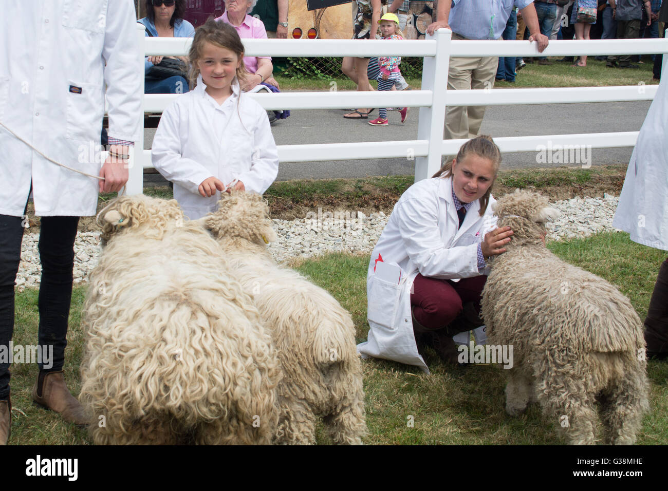 Wadebridge, Cornwall, UK. 9. Juni 2016. Zeigen Sie ersten Tag von einem verpackten Royal Cornwall. Bildnachweis: Simon Maycock/Alamy Live-Nachrichten Stockfoto