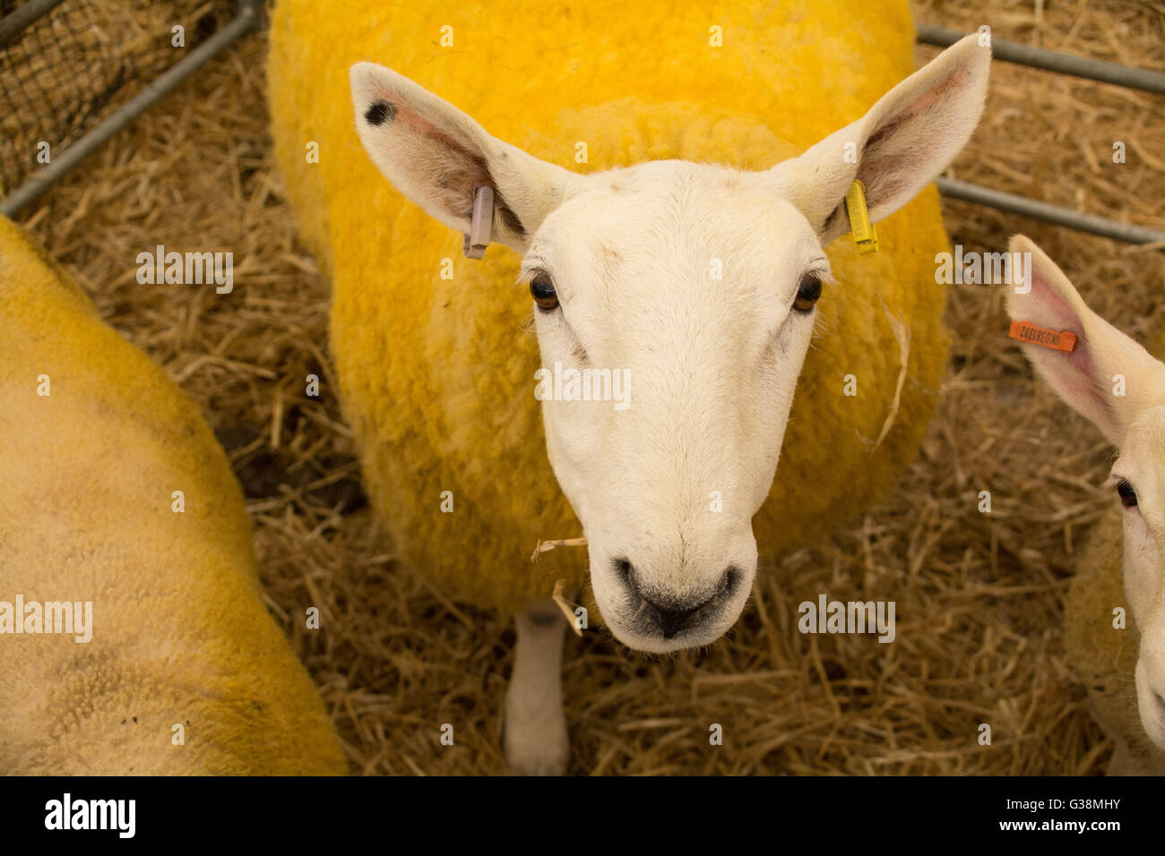 Wadebridge, Cornwall, UK. 9. Juni 2016. Zeigen Sie ersten Tag von einem verpackten Royal Cornwall. Bildnachweis: Simon Maycock/Alamy Live-Nachrichten Stockfoto