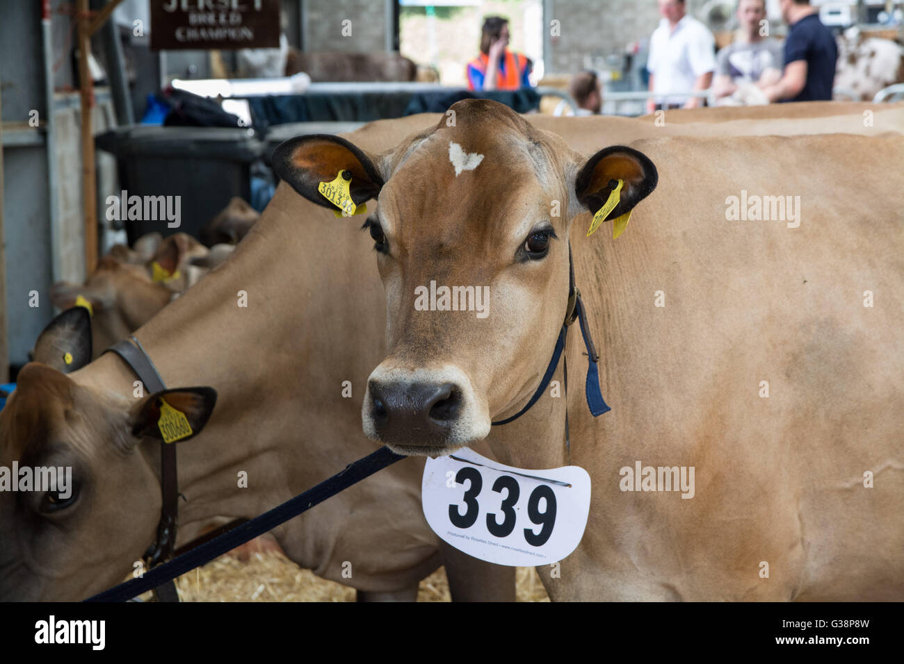 Wadebridge, Cornwall, UK. 9. Juni 2016. Zeigen Sie ersten Tag von einem verpackten Royal Cornwall. Bildnachweis: Simon Maycock/Alamy Live-Nachrichten Stockfoto