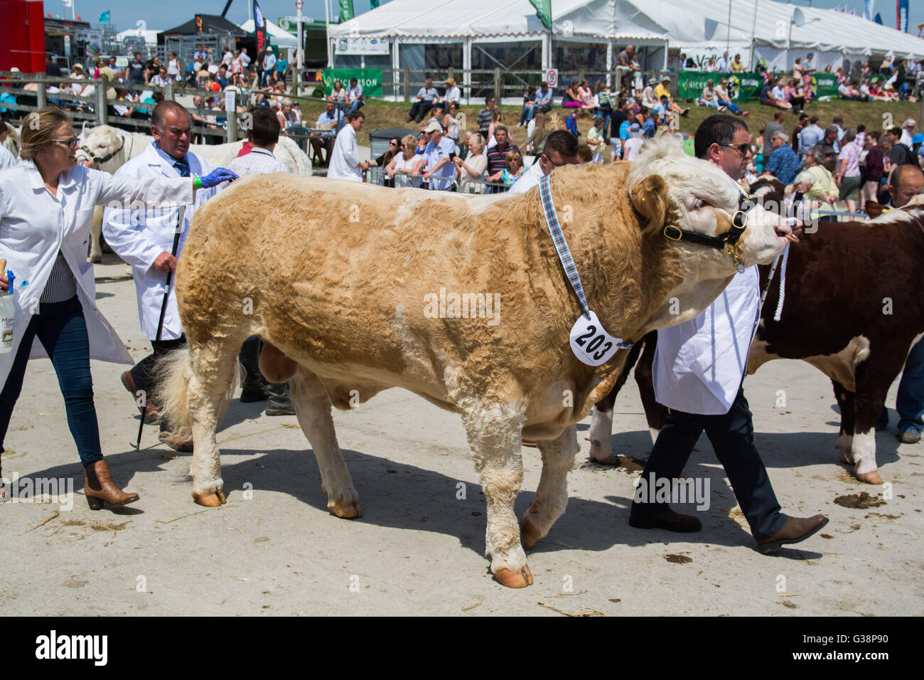 Wadebridge, Cornwall, UK. 9. Juni 2016. Zeigen Sie ersten Tag von einem verpackten Royal Cornwall. Bildnachweis: Simon Maycock/Alamy Live-Nachrichten Stockfoto