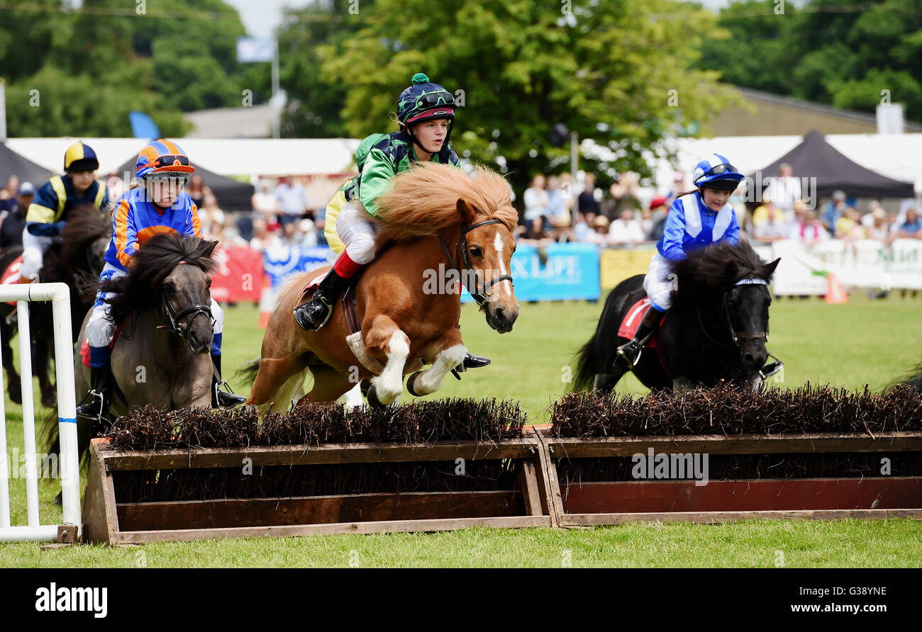 Ardingly, Sussex, UK. 10. Juni 2016. Die Shetland Pony Grand National Aktion am Ardingly Showground in Sussex heute. Diese Jahre Thema ist "Jahr der Schafe" und Tausende von Besuchern sind in den drei Tagen Foto von Simon Dack/Alamy Leben Nachrichten genommen erwartet Stockfoto