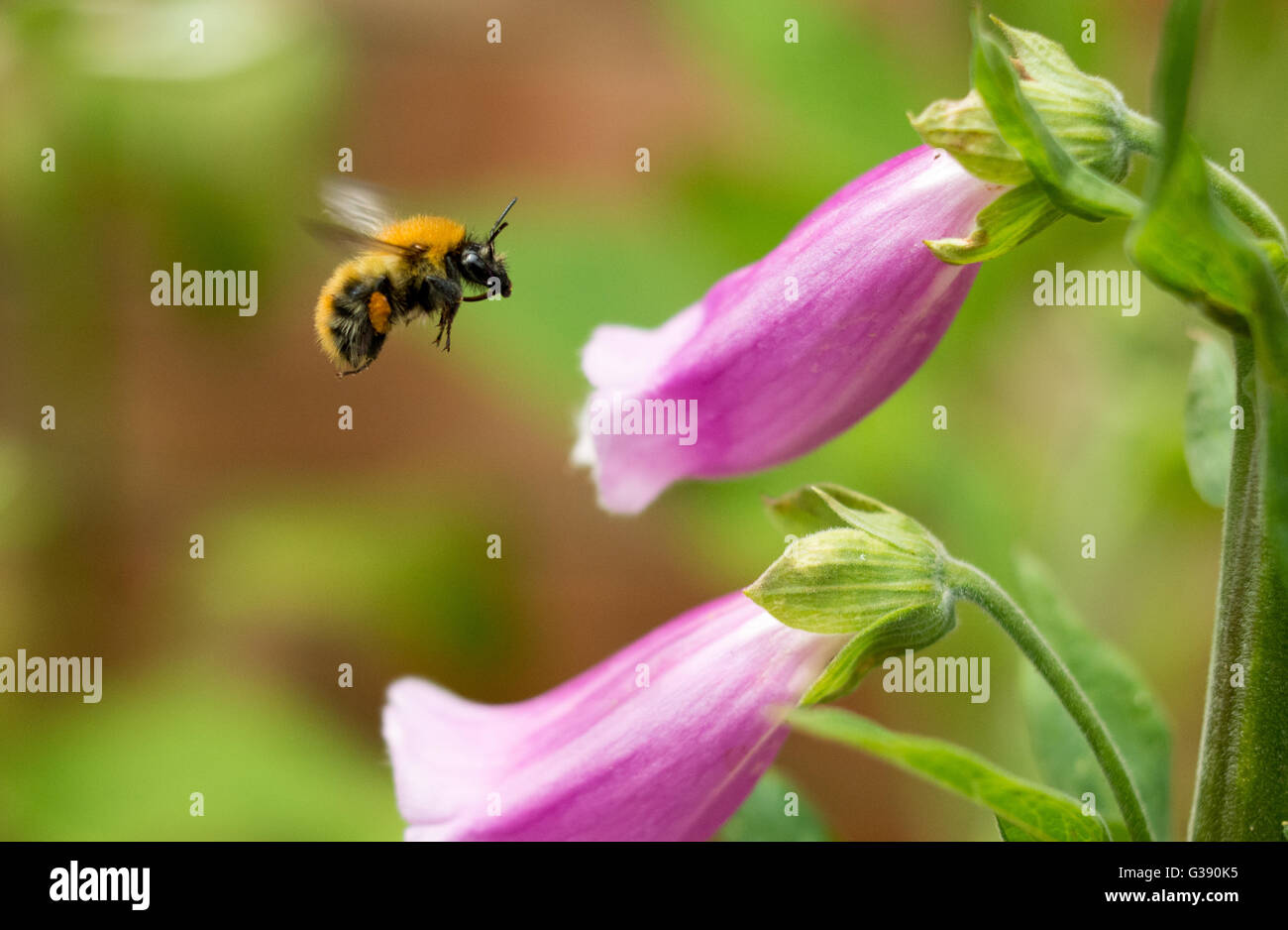 Biene in einer fingerhutblüte -Fotos und -Bildmaterial in hoher Auflösung –  Alamy