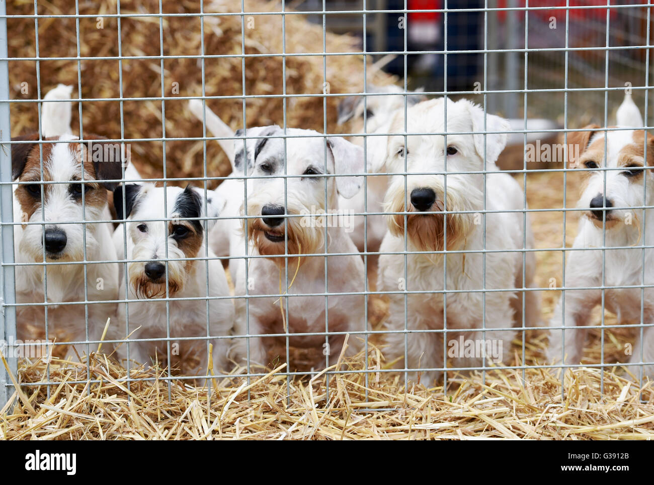 Ardingly, Sussex, UK. 10. Juni 2016. Seltene Sealyham Terrier auf dem Süden von England-Salon an der Ardingly Showground in Sussex heute. Dieses Jahre Thema ist "Jahr der Schafe" und Tausende Besucher werden erwartet, in den drei Tagen Credit: Simon Dack/Alamy Live News Stockfoto
