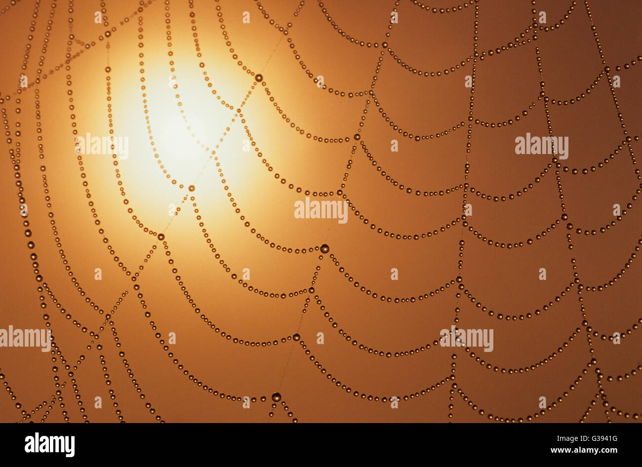 Nahaufnahme von einem Spinnennetz mit Tautropfen bei Sonnenaufgang Stockfoto