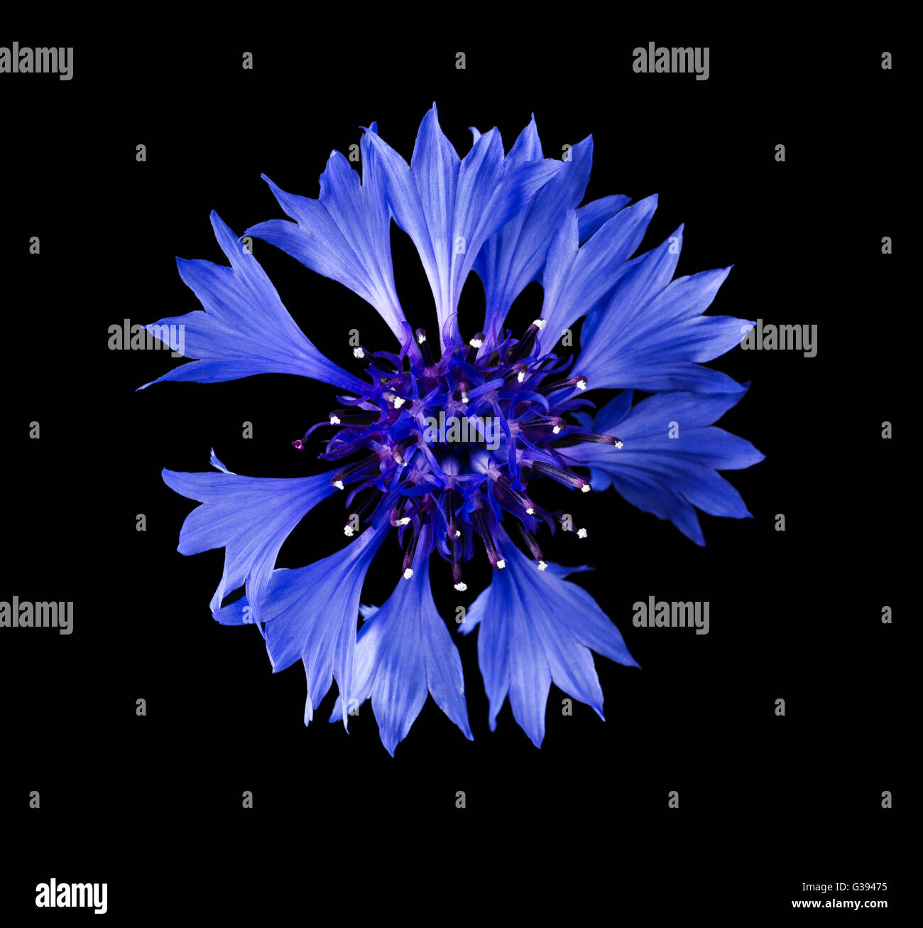 Kornblume von oben auf schwarzem Hintergrund. Centaurea Cyanus aus der Familie der Asteraceae, in Europa heimisch. Makro-Foto. Stockfoto