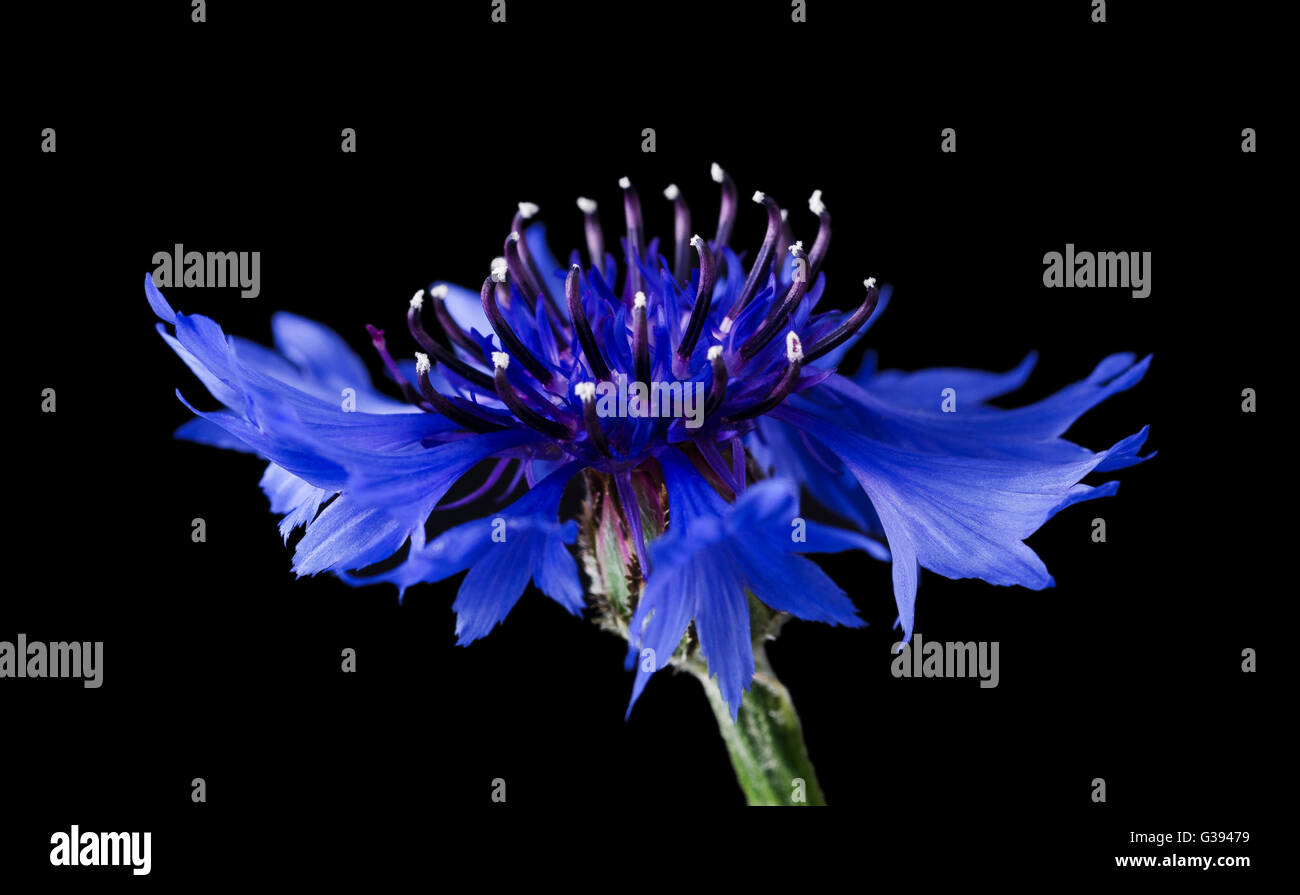 Kornblume Seitenansicht auf schwarzem Hintergrund. Centaurea Cyanus aus der Familie der Asteraceae, in Europa heimisch. Makro-Foto. Stockfoto