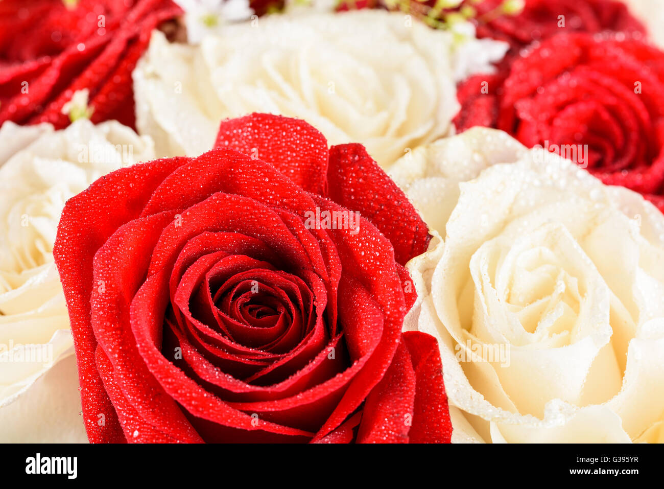Rote weiße rosen -Fotos und -Bildmaterial in hoher Auflösung – Alamy