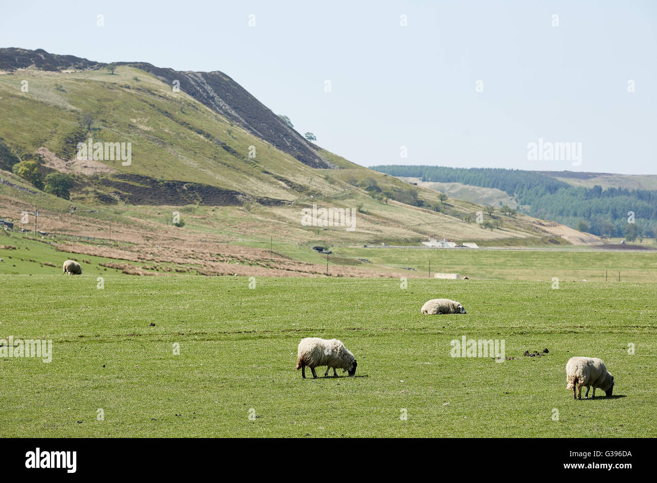 Grane Straße Lancashire Mauren Schafe weiden Lancashire grass hills Stockfoto