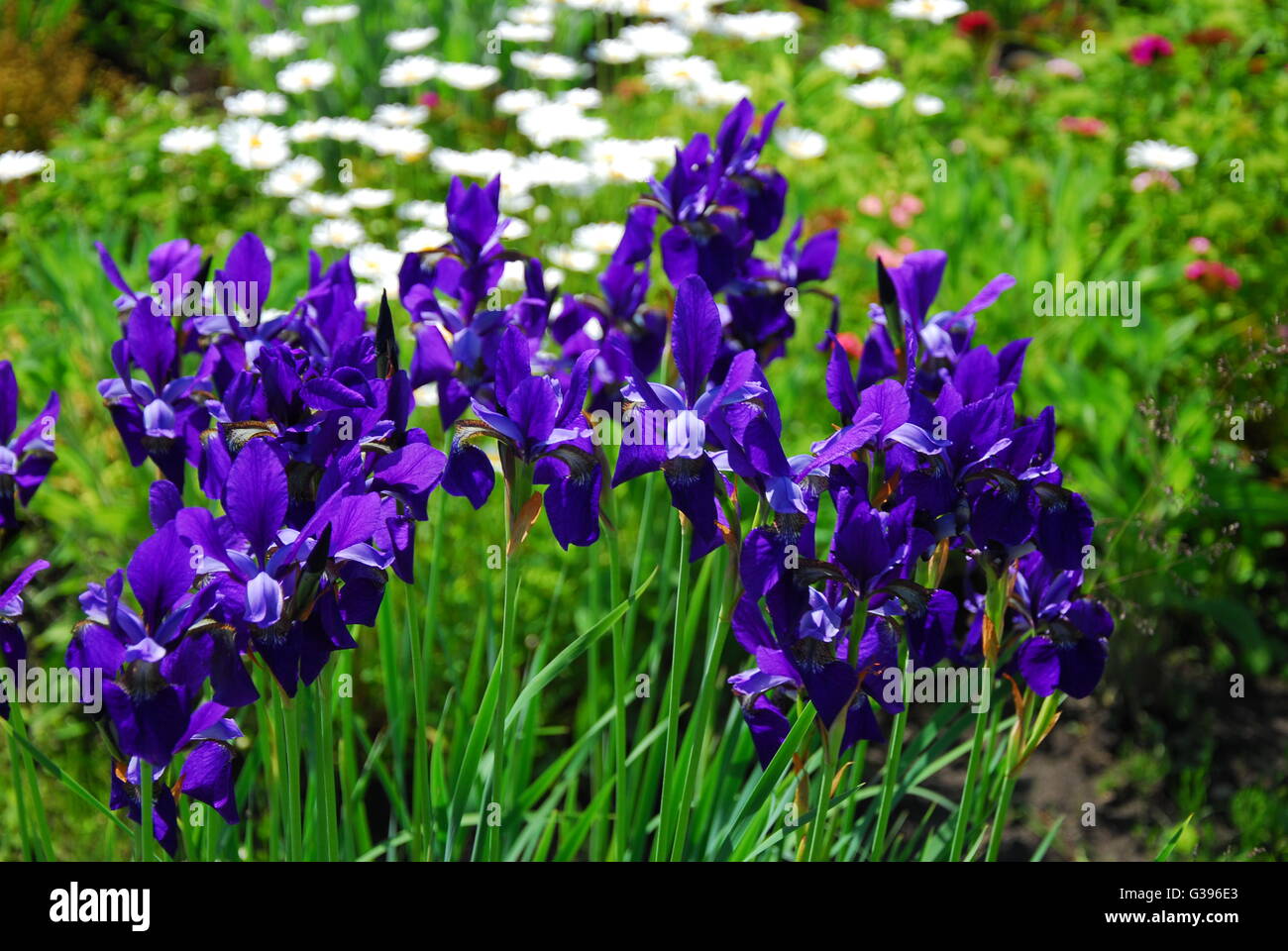Iris Blume, Iris barbata Stockfoto