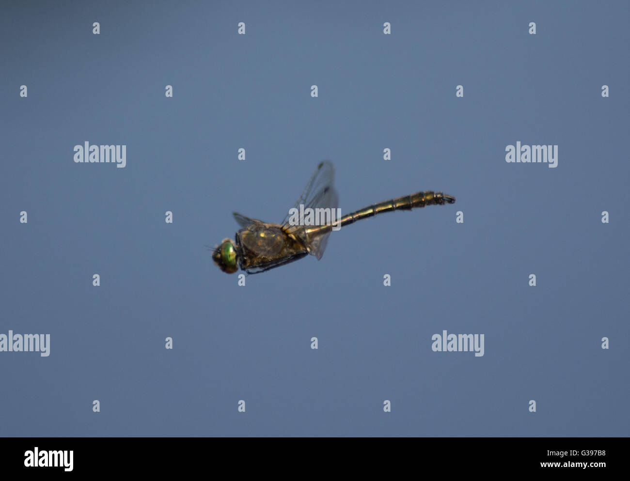 Downy Smaragd Libelle (Cordulia Aenea) im Flug über Heide Teich in Surrey. Stockfoto
