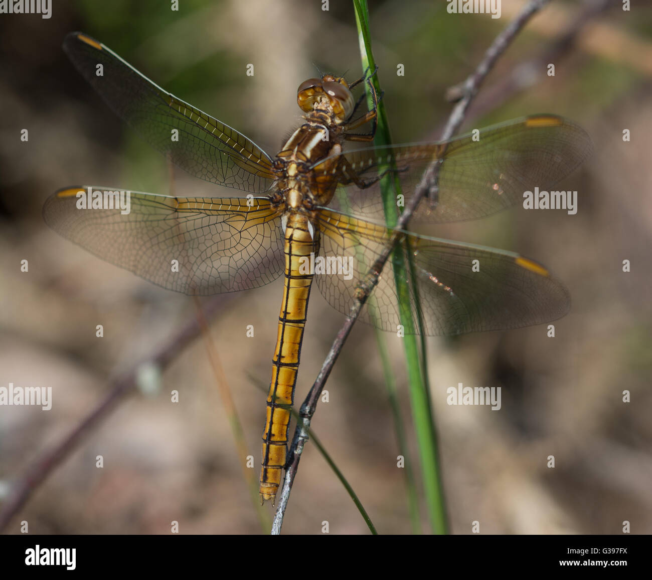 Gekielt skimmer Dragonfly (Orthetrum coerulescens) - weiblich - in Surrey, England. Stockfoto