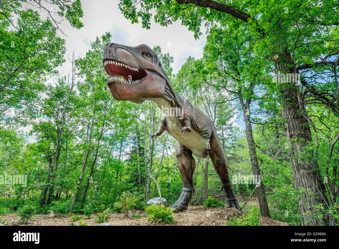 Tyrannosaurus Rex Dinosaurier lebendig, Assiniboine Park Zoo, Winnipeg, Manitoba, Kanada. Stockfoto