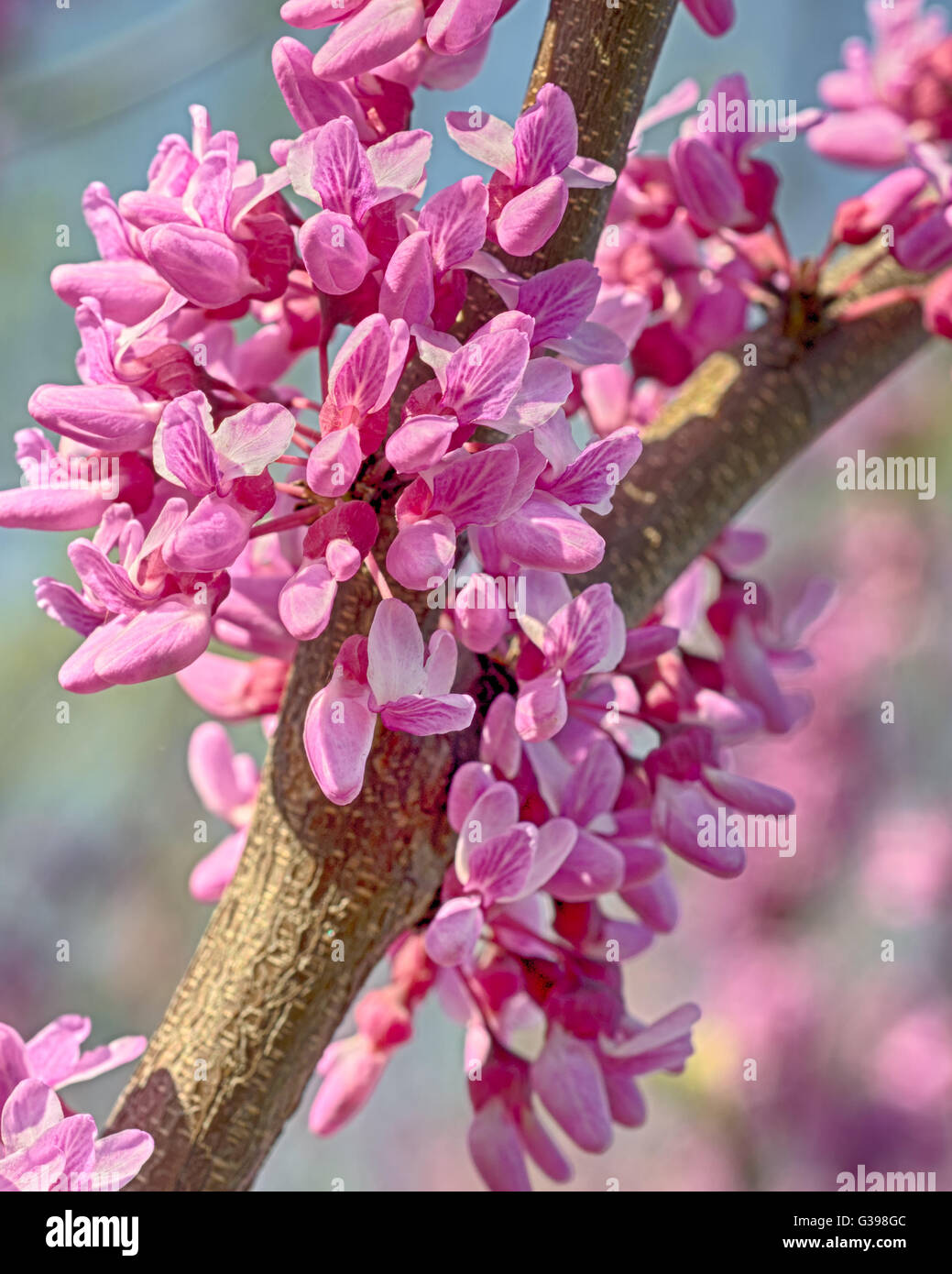 Nahaufnahme von Kirschblüten auf einem Ast in der National Cherry Blossom Festival am Tidal Basin, Washington, DC. Stockfoto
