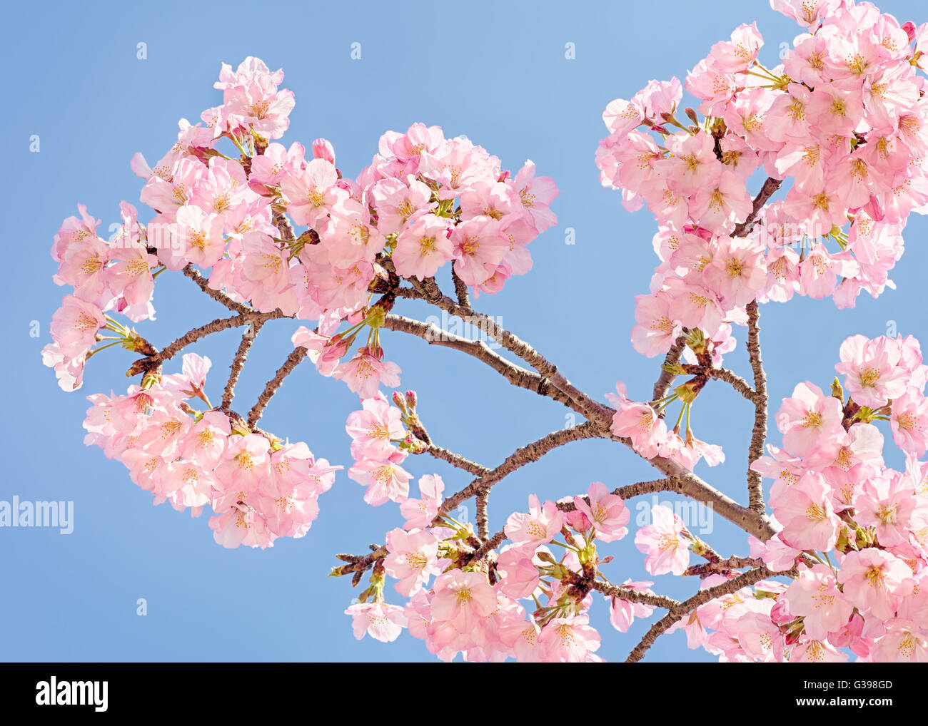 Kirschblüten auf einem Ast in der National Cherry Blossom Festival in Potomac Park, Washington, DC. Stockfoto