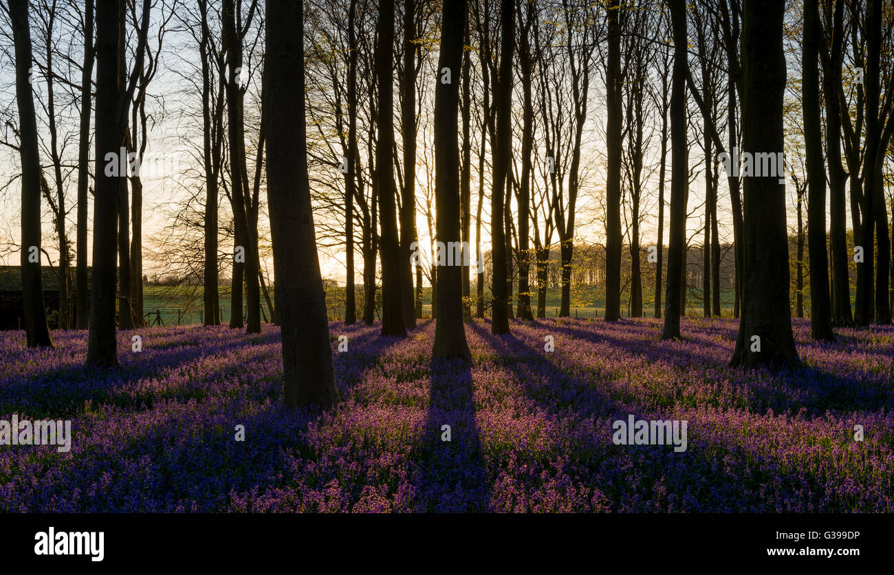 Sunrise wirft lange Schatten auf die Glockenblumen bei Königs Holz, amp, Kent. Stockfoto