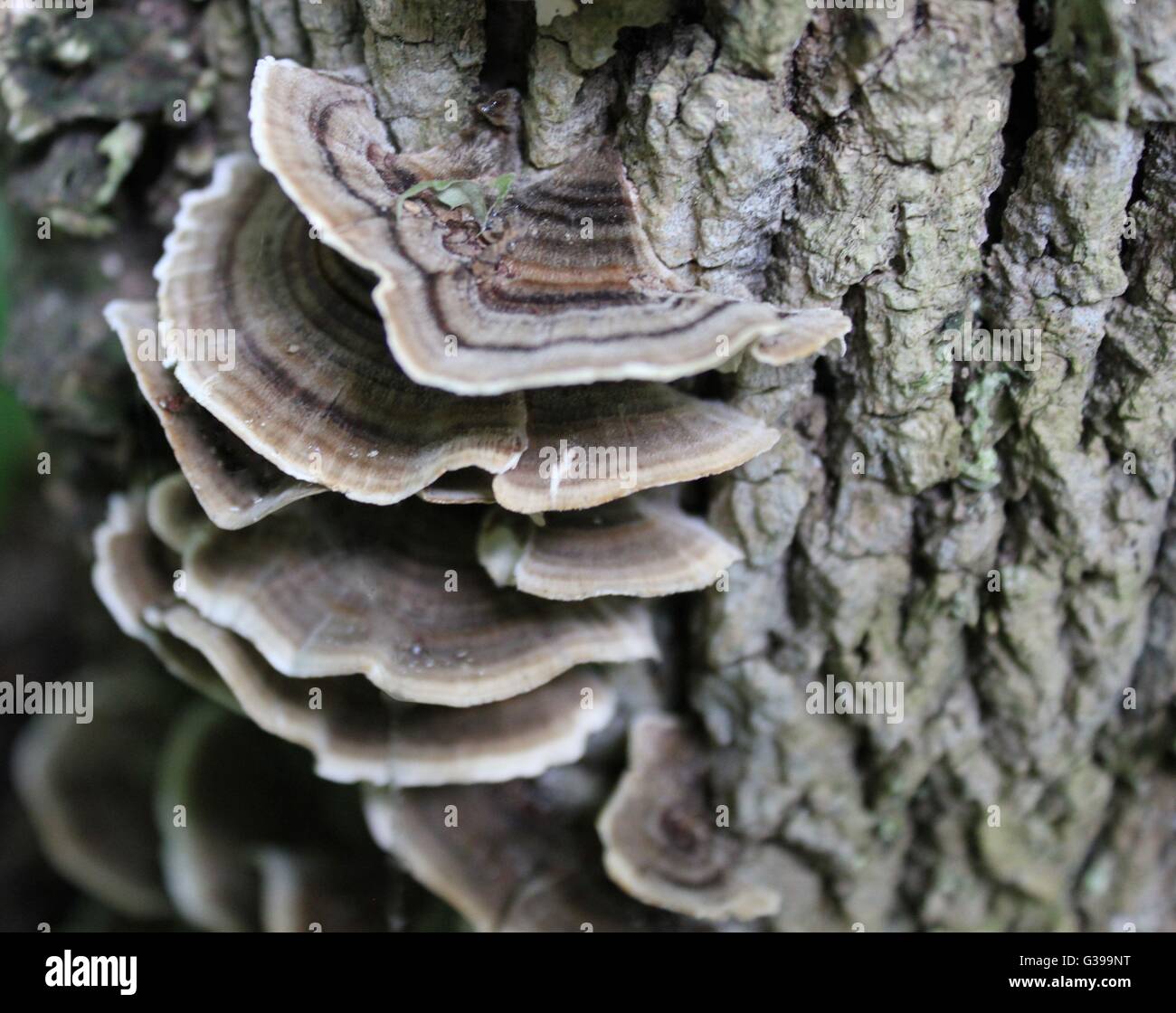 Baum-Pilze wachsen auf Rinde Stockfoto