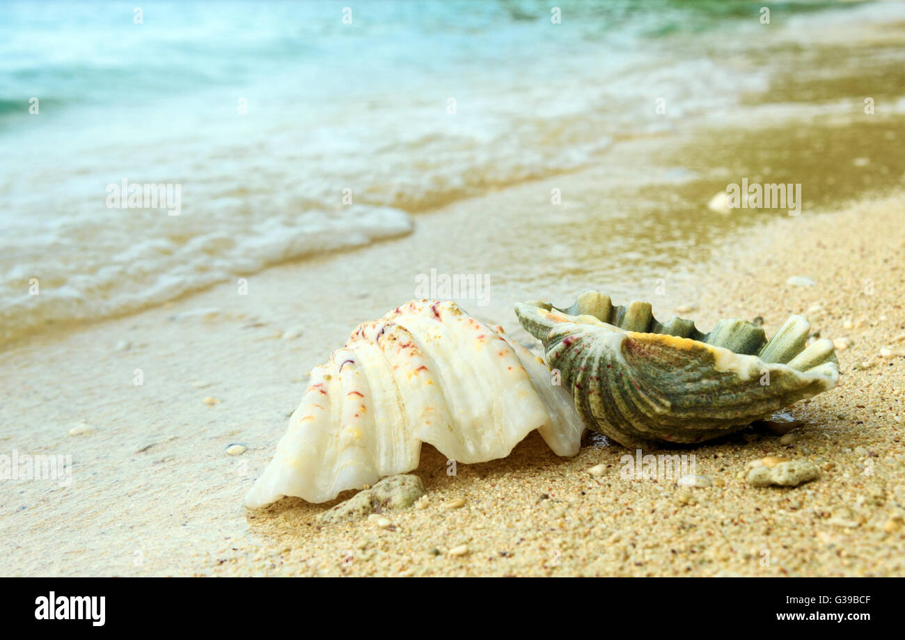 Muscheln auf Sand am Strand. Togean Islands oder Togian Inseln im Golf von Tomini. Zentral-Sulawesi. Indonesien Stockfoto