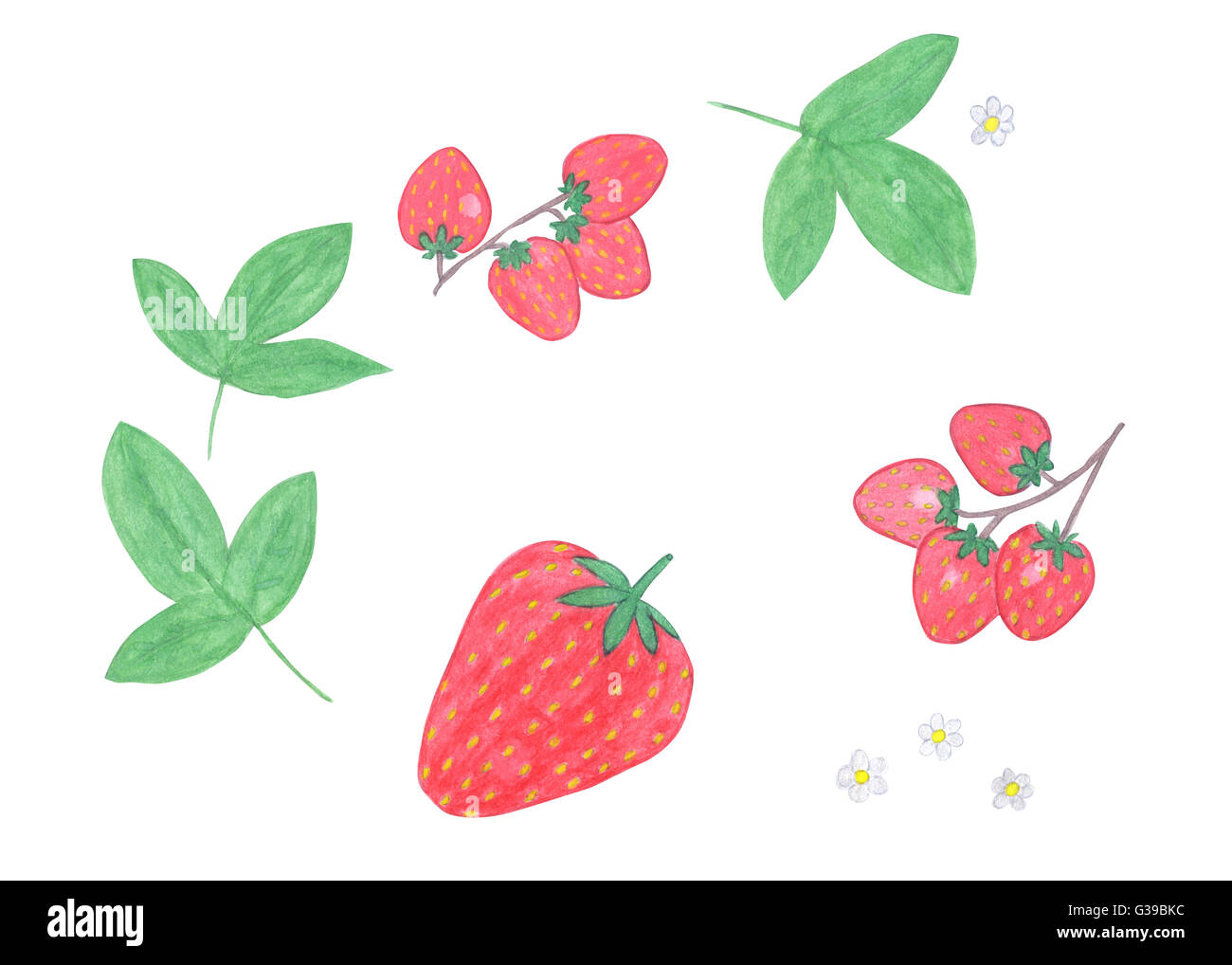  Aquarell Erdbeer Satz isoliert auf weißem Hintergrund. Aquarell-Set von 