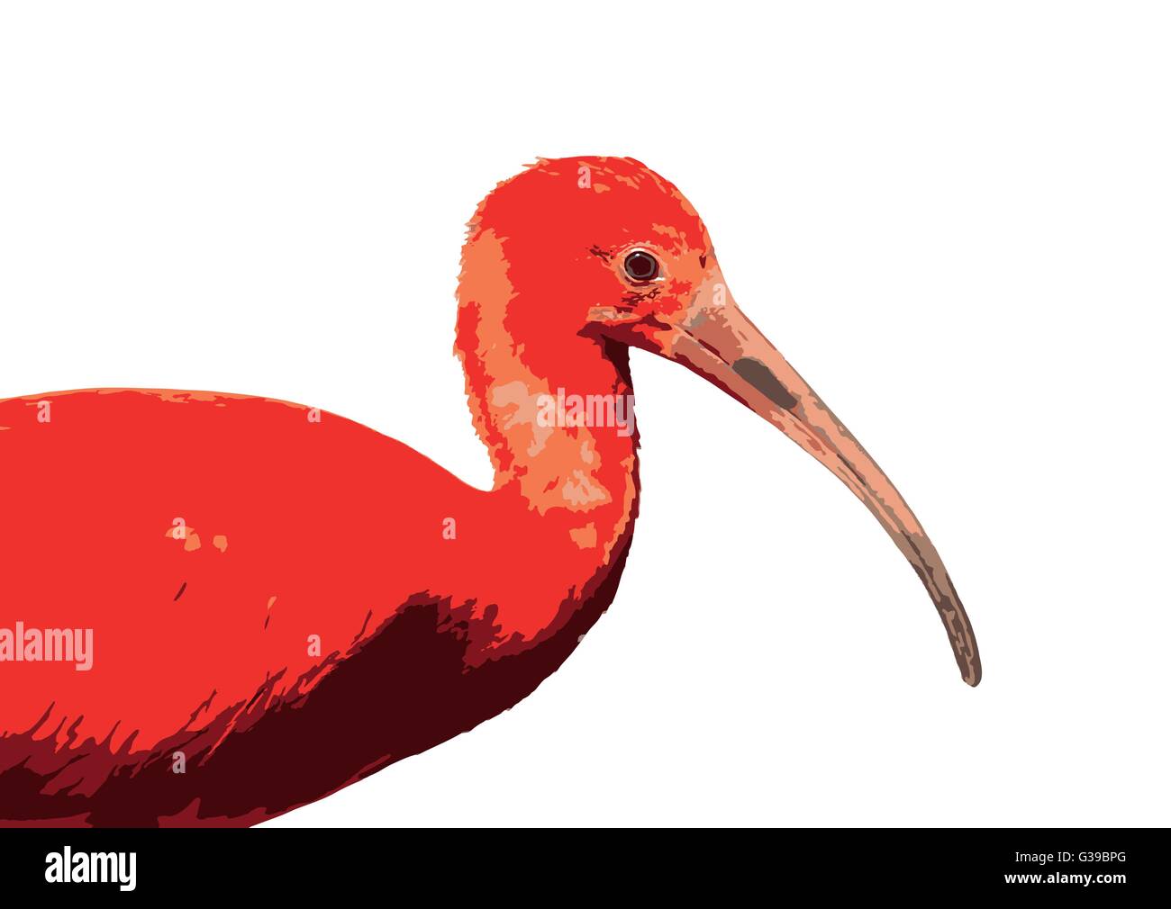 Scarlet Ibis - Eudocimus Ruber - ist eine Art von Ibis in der Vogelfamilie Threskiornithidae. Farbige Vektorgrafik. Vogel im pict Stock Vektor
