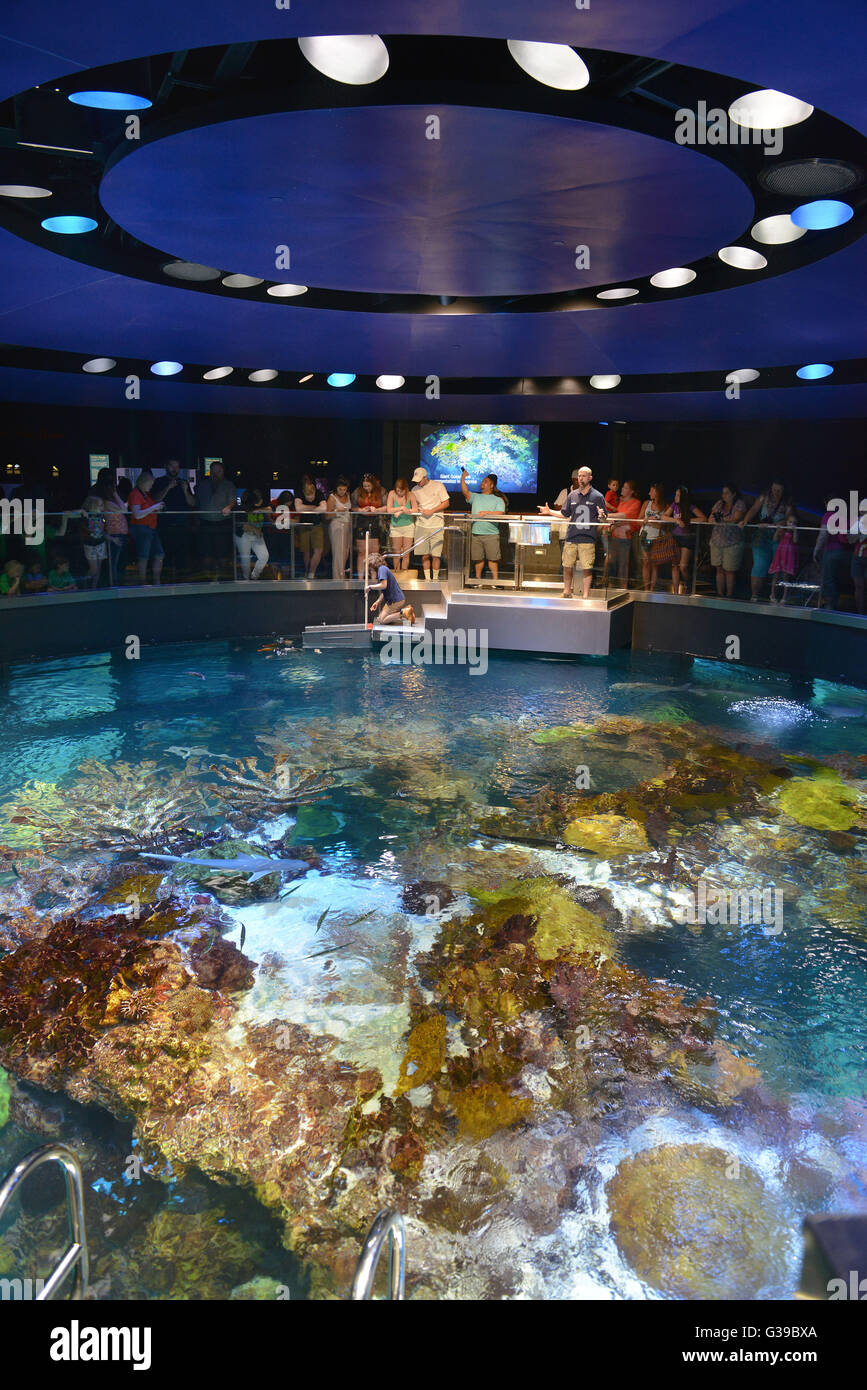 New England Aquarium, zentrale Wharf Boston, Massachusetts, USA Stockfoto