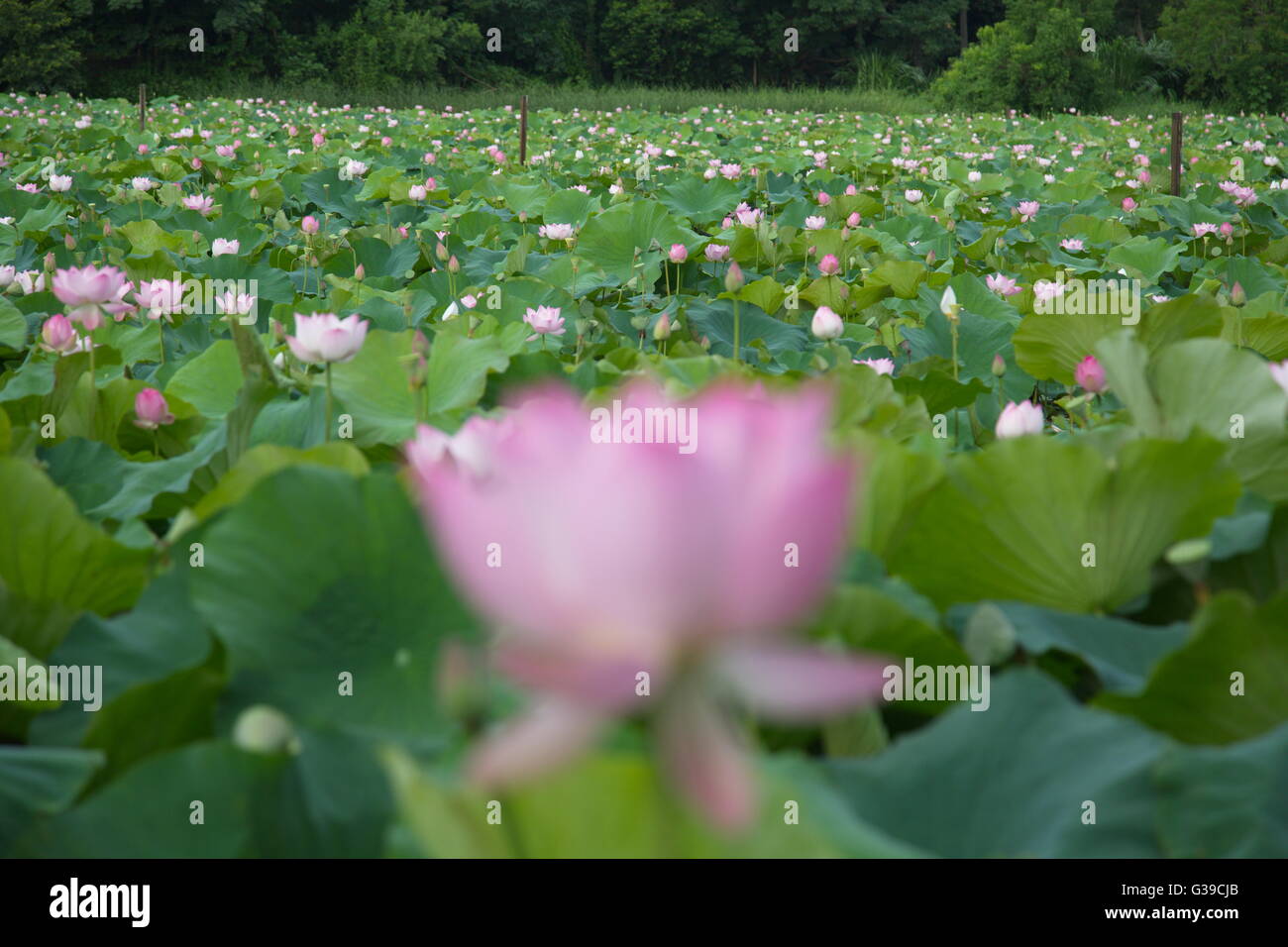 LOTUS Stockfoto