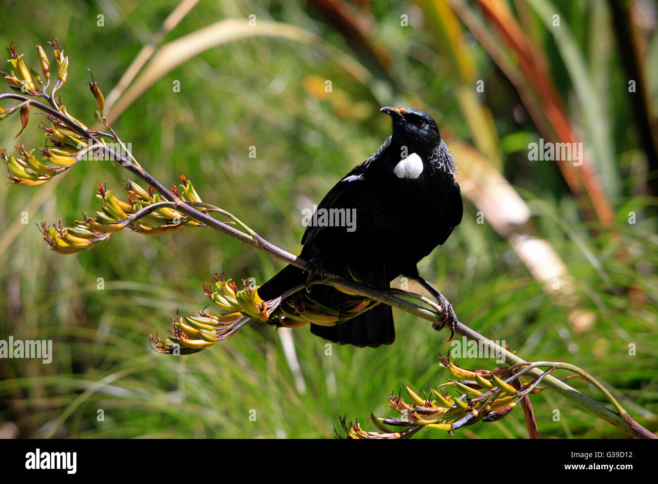 TUI auf Flachs-Pflanze, Zealandia oder Karori Sanctuary, Wellington Stockfoto