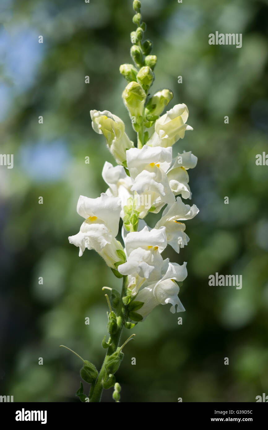 Weiße Snapdragon Blüte, Antirrhinum. Differenzielle Fokus. Stockfoto