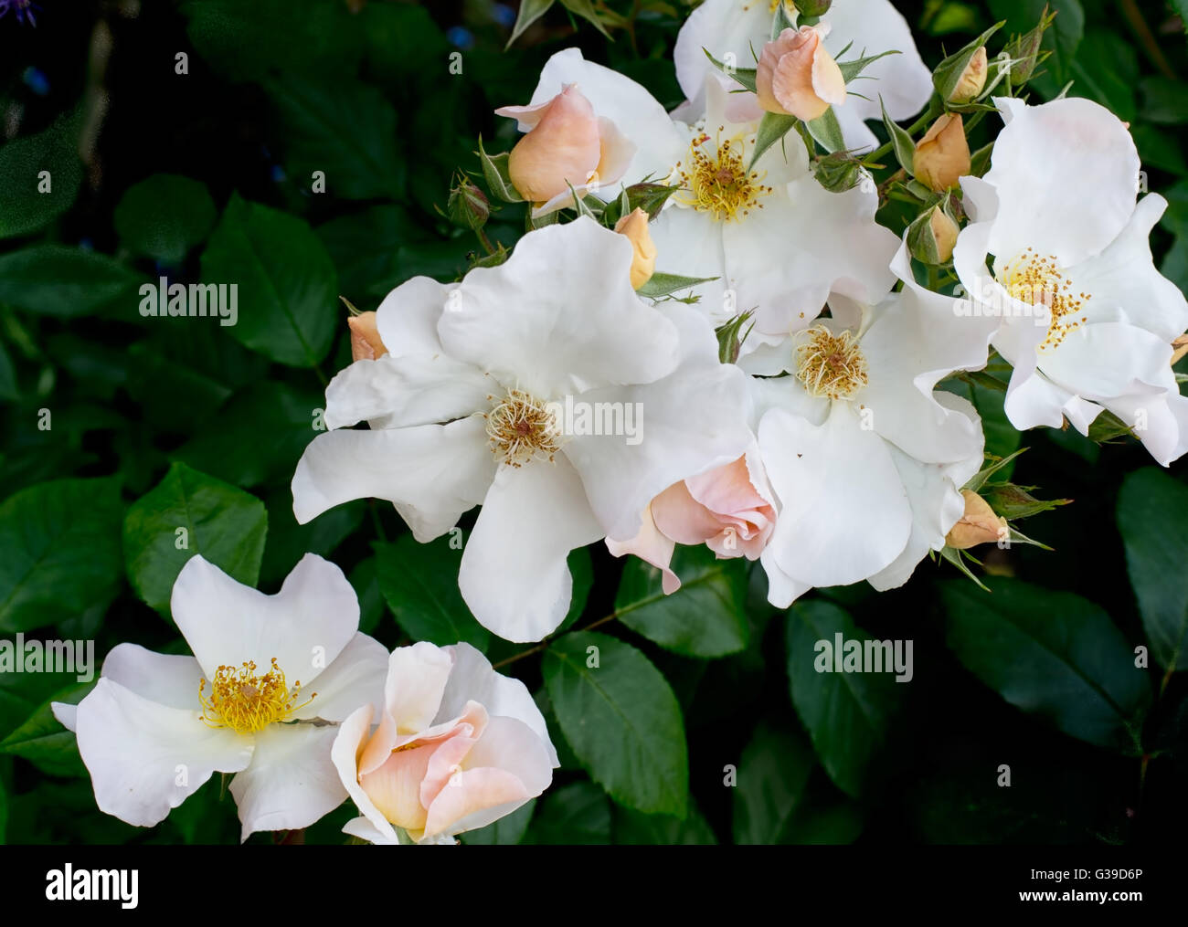 Rose-Kaskade, alte altmodische Rosen. Einzelne rose Blumen im Garten. Stockfoto