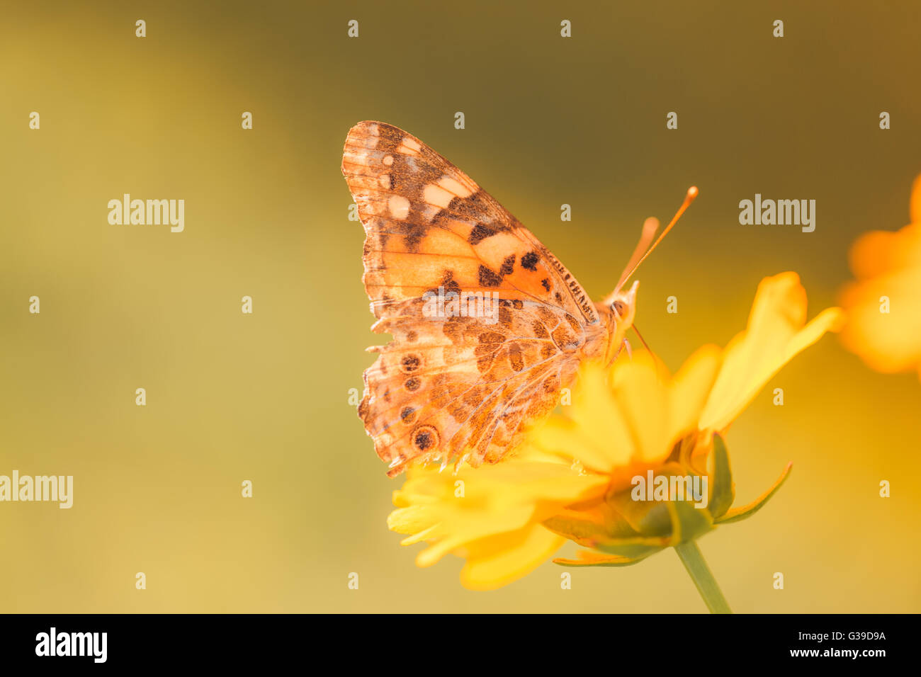Schöne Nahaufnahme Schmetterling auf Blume. Sommer Hintergrund Konzept. Stockfoto