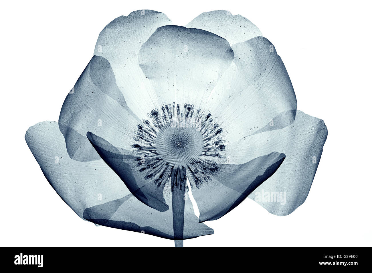 Röntgenbild einer Blume isoliert auf weiss, der Mohn Papaver 3d illustration Stockfoto