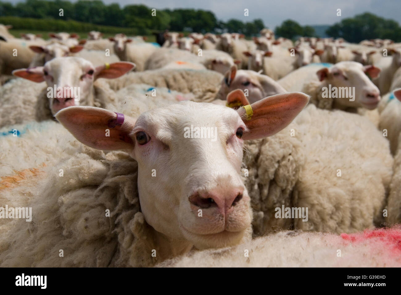 Herde von Friesland/Fresian Schafe Melken Stockfoto