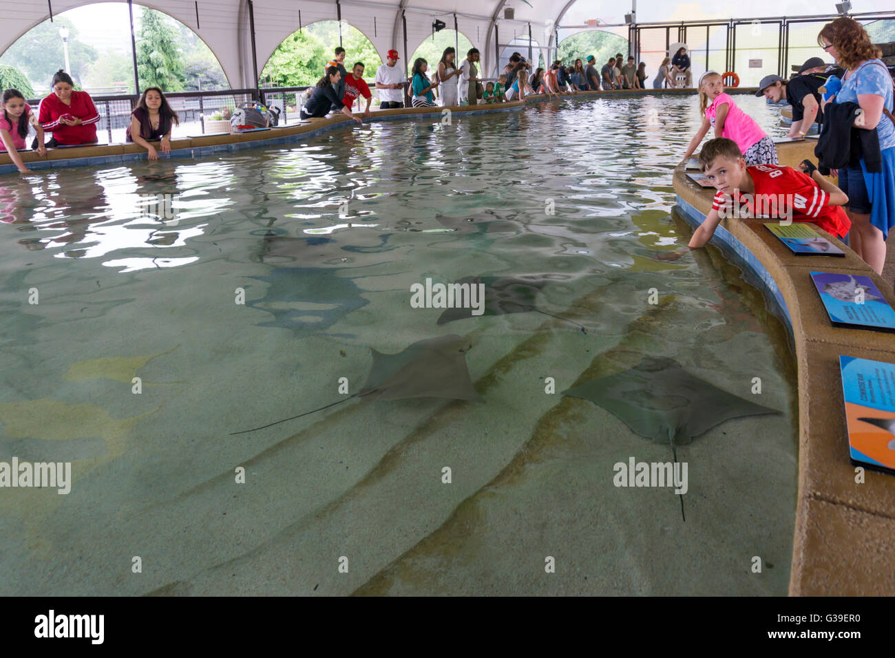 Stingray-Touch-Erlebnis auf dem Shedd Aquarium in Chicago Stockfoto