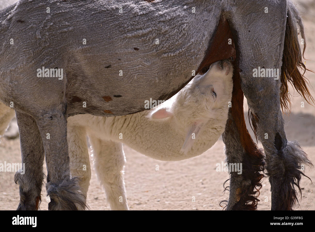 junge weiße Alpaga (Vicugna Pacos) saugen seine graue Mutter Stockfoto