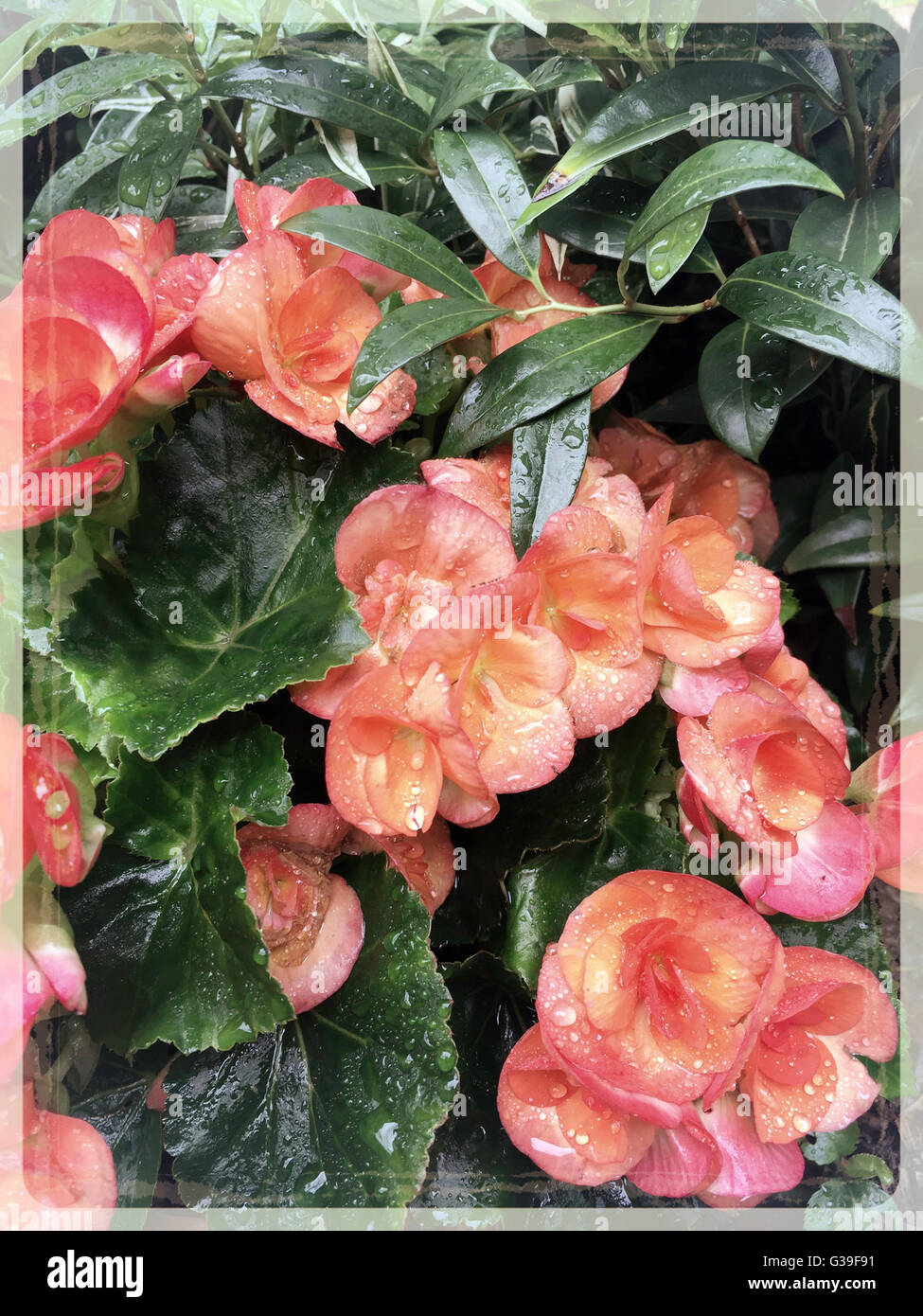 Begonien im Regen Stockfoto