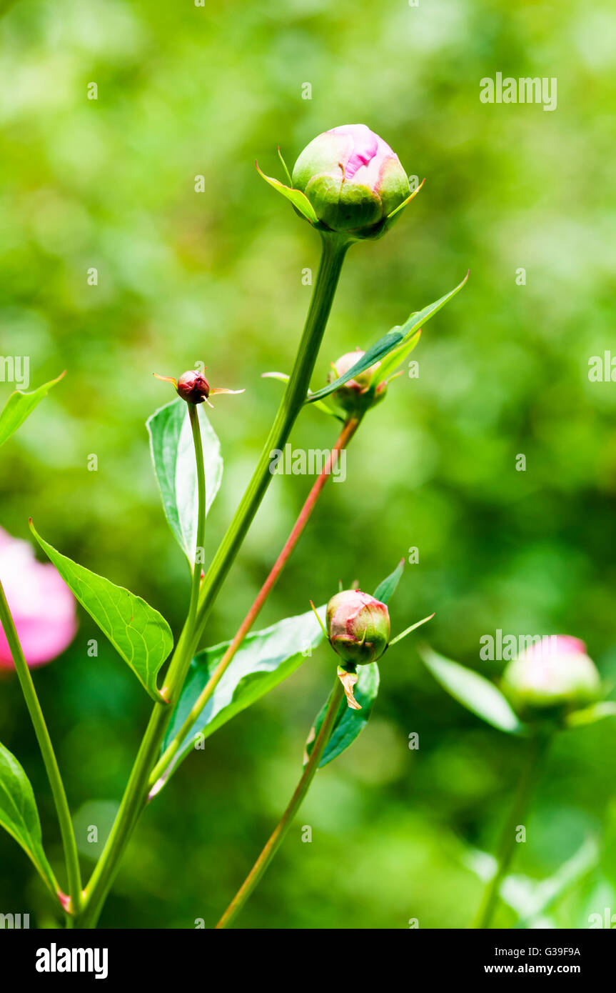 Paeonia Lactiflora 'Bowl of Beauty' im Keim zu ersticken. Stockfoto